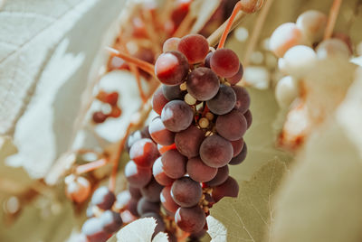 Close-up of grapes