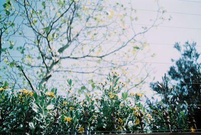 Low angle view of flowering plants against sky