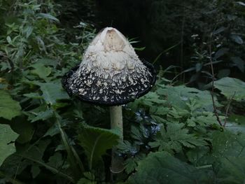 Close-up of mushroom growing on field