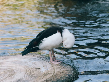 High angle view of duck in lake