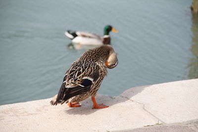 Birds perching on retaining wall by lake