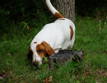 Close-up of dog on field