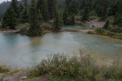 River passing through forest