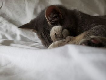 Cat sleeping on bed