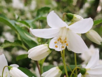 Close-up of white flowers blooming outdoors