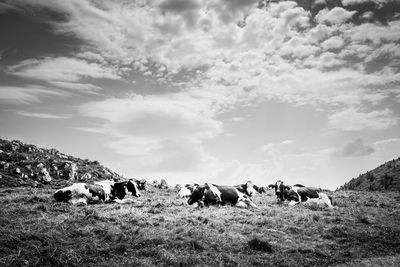 Cows grazing on field against sky