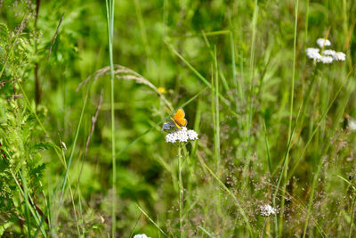 Close-up of white flowering plant on field