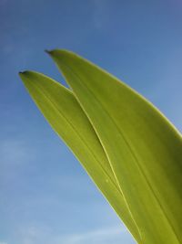 Close-up of leaf against blue sky