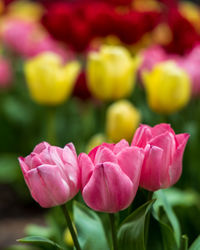 Close-up of red flower