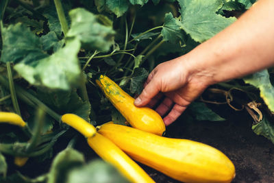 Woman holding zucchini while standing at garden