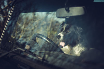 Dog looking through car windshield