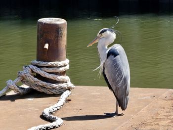 Bird perching on wooden post in lake