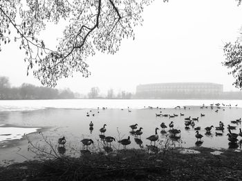 Birds in lake against clear sky