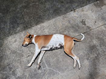 High angle view of dog relaxing on footpath