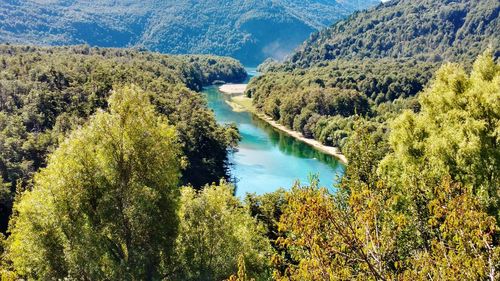 Idyllic shot of river amidst trees in forest