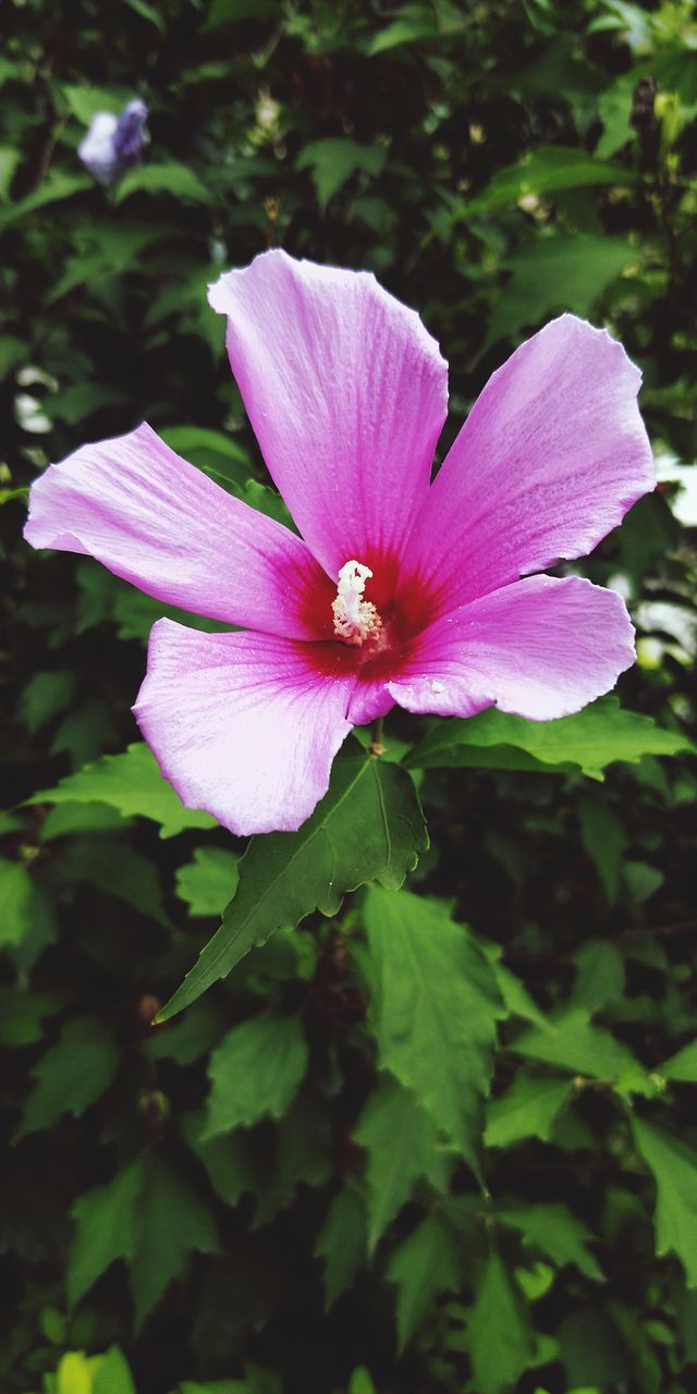 CLOSE-UP OF PINK AND PURPLE FLOWER