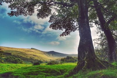 Trees on field against sky