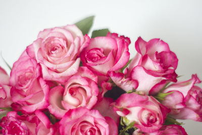 Close-up of pink roses against white background