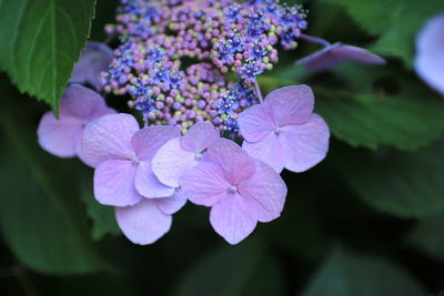 Close-up of purple hydrangea blooming outdoors