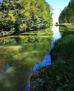 Scenic view of lake in forest