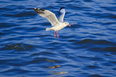 Seagull flying over lake