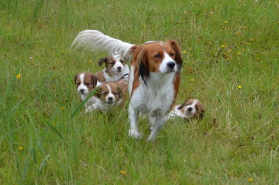 Dogs on field