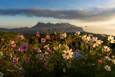 Close-up of flowering plants growing on field