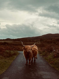 Highland cow