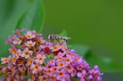 Close-up of insect on purple flower