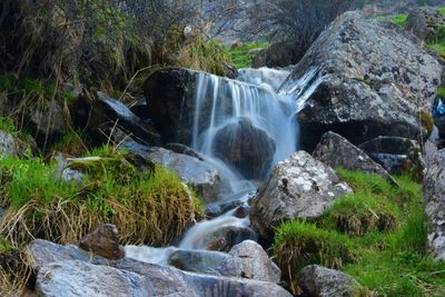 Scenic view of waterfall in forest