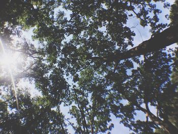 Low angle view of tree