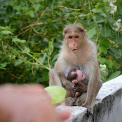 Mama and new born came to collect candy