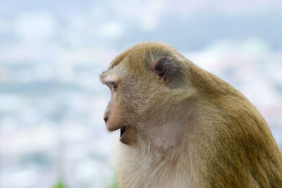 Close-up of monkey