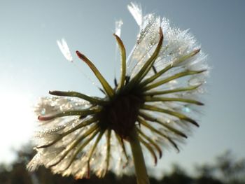 Close-up of flower against sky