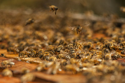 Close-up of bee flying