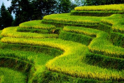 Scenic view of agricultural field