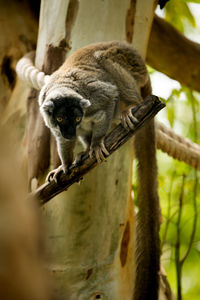 Low angle view of an animal