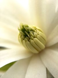 Close-up of flower against blurred background