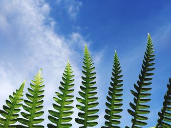Low angle view of succulent plant against blue sky
