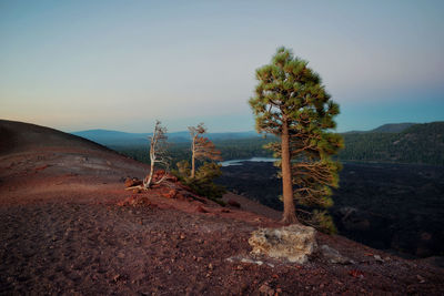 Trees on landscape against clear sky