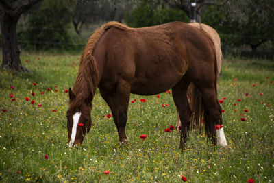 Horse standing in a field