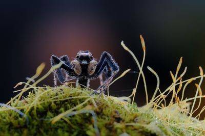 macro photography