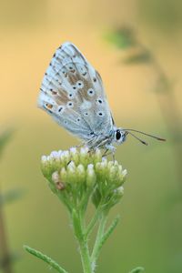 Close-up of butterfly on leaf