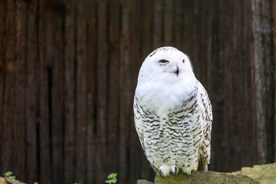 Close-up of bird