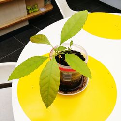 High angle view of potted plant