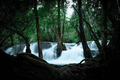 Panoramic view of waterfall in forest