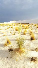 Scenic view of desert against sky