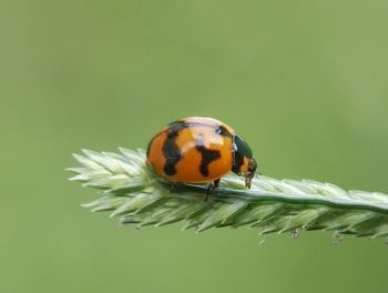 Close-up of ladybug on flower over green background