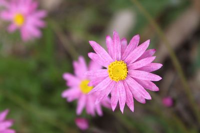 Close-up of pink flower