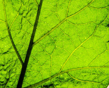 Full frame shot of green leaf